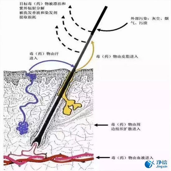  毛發(fā)毒品檢測儀檢測腿毛竟可以測出吸毒?做了全身脫毛也可以？